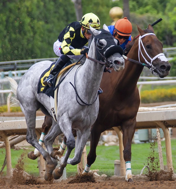 我国柔道选 我国柔道选